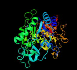 Amylase