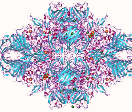 Lactase