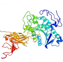 Lipase