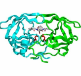 Protease
